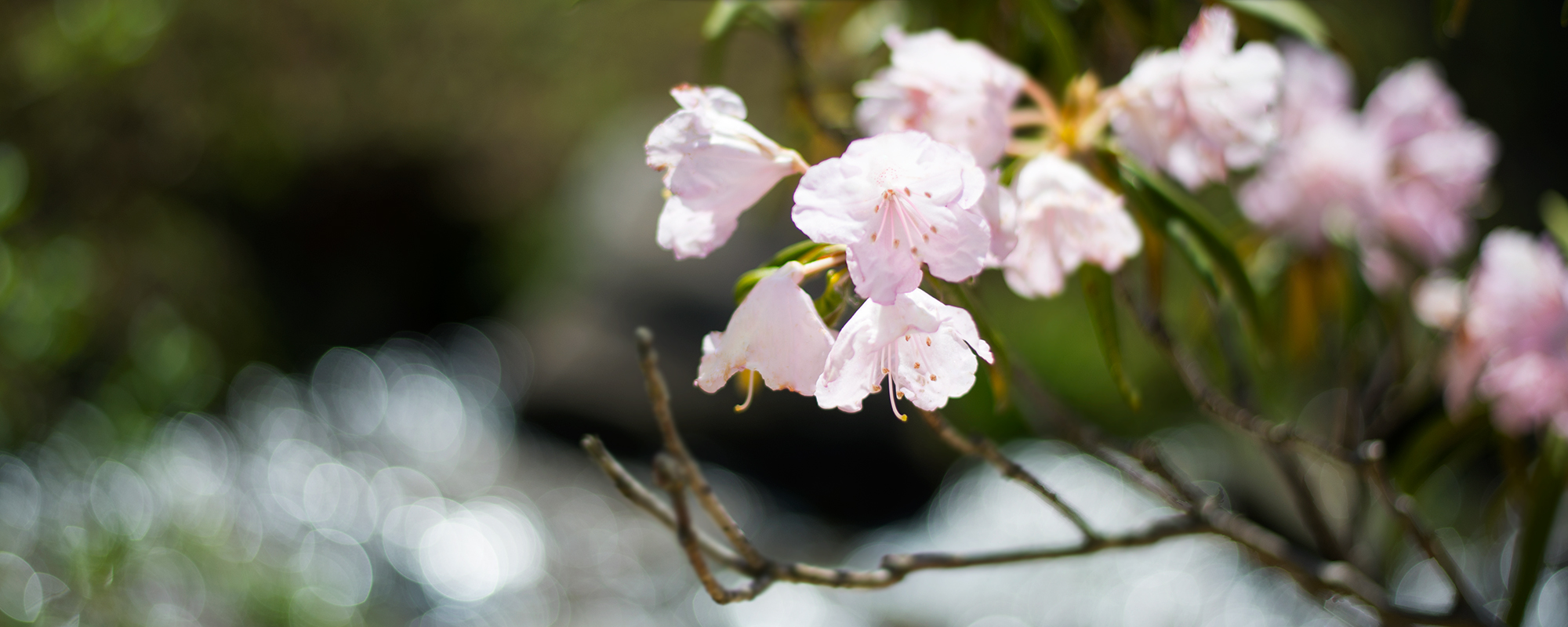 ヒゲ脱毛失敗談